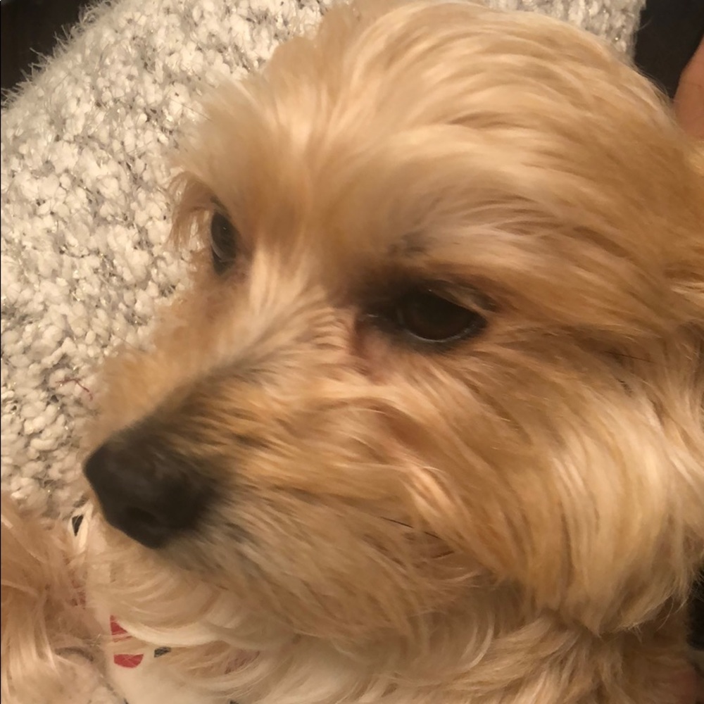 Meet your Posher, Karl